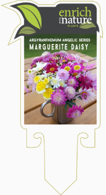 Argyranthemum angelic.png